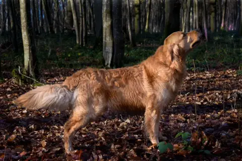Golden Retriever  Albert Des Terres De Flore photo 2