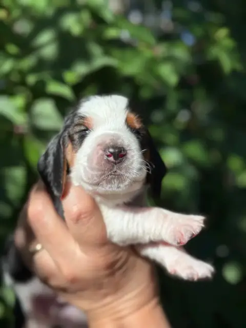 Basset Hound  Barney Collier Bleu Tricolore Du Bercea 710e1