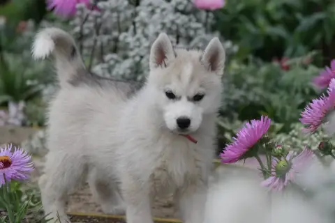 Siberian Husky  Boreas Iska Siberian Southeast photo 3