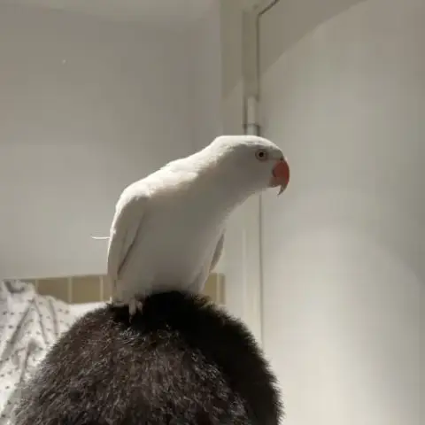 Perruche À Collier Blanc