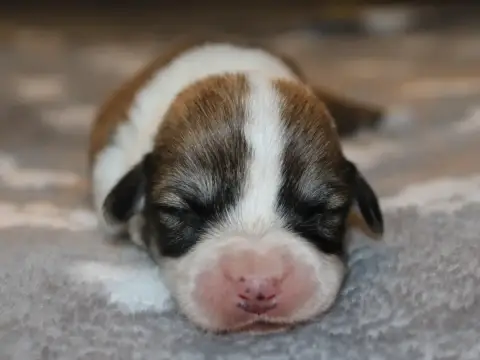 Welsh Corgi Pembroke  Chiot N°6 Du Clos D'Arlequin