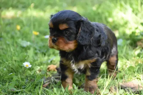 Cavalier King Charles Spaniel  Baloo Du Repère Des Po 85487 photo 2