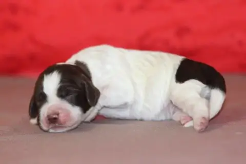 English Springer Spaniel  Femelle 2 Des Diamants Vert 34e7e
