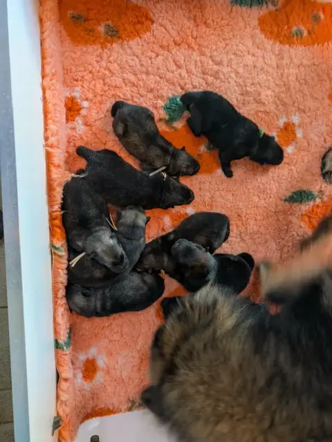 Eurasier  Chiot 4 Des Legendes De Retz