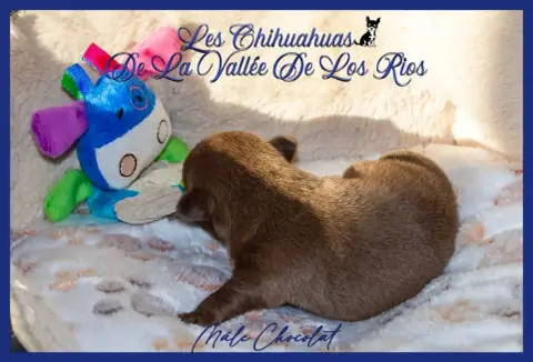 Chihuahua