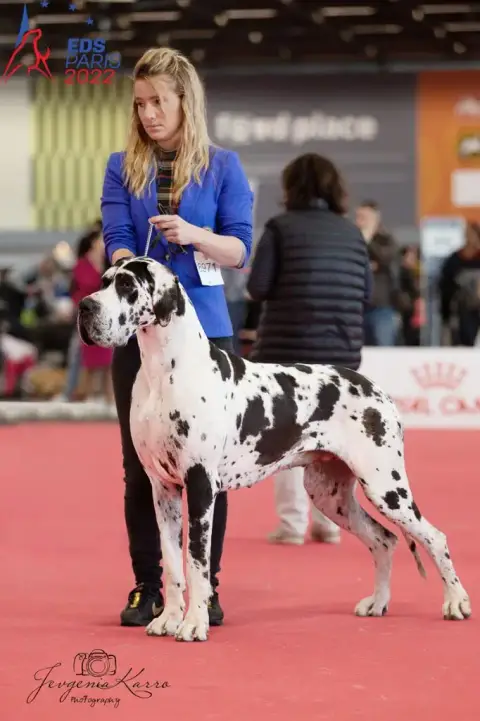 Dogue Allemand  Chiot 4 Du Domaine Du Rupt De Mad photo 3