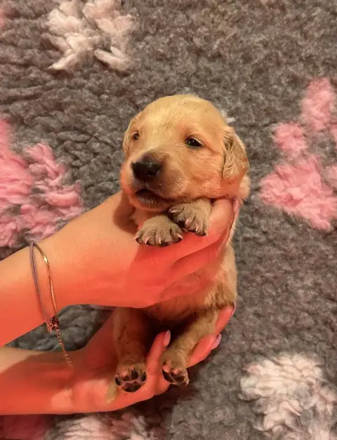 Golden Retriever  Collier Bleu Foncé D’Un Rêve À Quat e4379