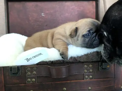 Bouledogue Français  Balthazar photo 2