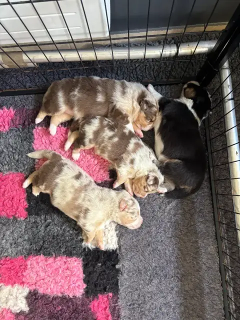 Berger Australien  Chiot N°3 Du Domaine Des Robes Sac f95af photo 2