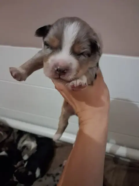 Berger Américain Miniature  Chiot 2 De La Sableyre