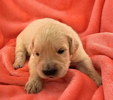 Golden Retriever  Blondie (Ruban Blanc) Of Mayajoe'S  9e446