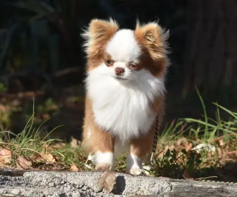 Chihuahua  Poil Long Fauve De La Grande Equinoxe photo 3