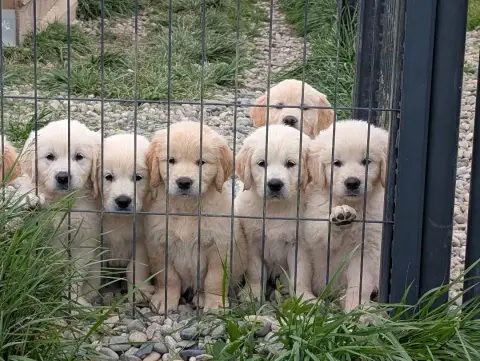Golden Retriever  Femelle De La Pinkinerie