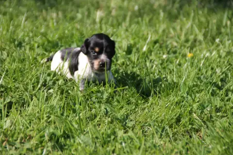 Cocker Spaniel Anglais  Chiot N°2 Brush Master