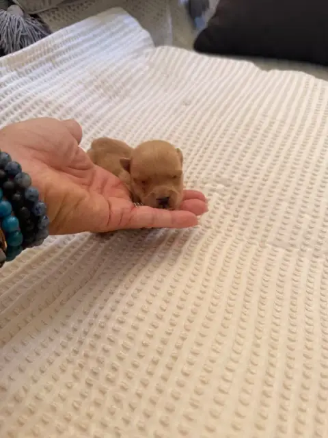 Scottish Terrier  Chiot 1 Froment Caramel Just For Me a85f7