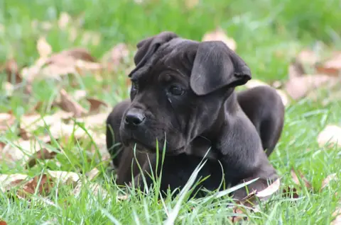 Cane Corso  Chiot 1
