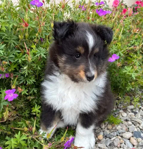 Shetland Sheepdog  Billy Bansky Black Du Domaine De L 75b12 photo 3