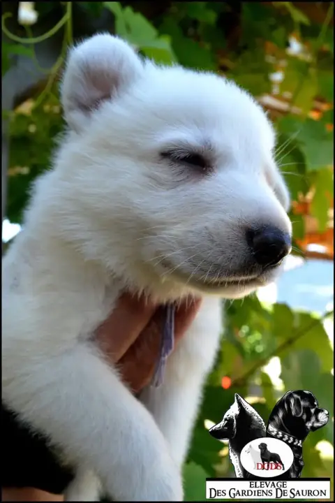 Berger Blanc Suisse photo 3