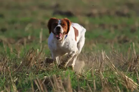 Epagneul Breton  Chiot 2 Du Clos Du Grand Lieu photo 3
