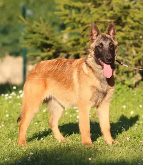 Berger Belge  Amore Des Gardiens De La Cigogne