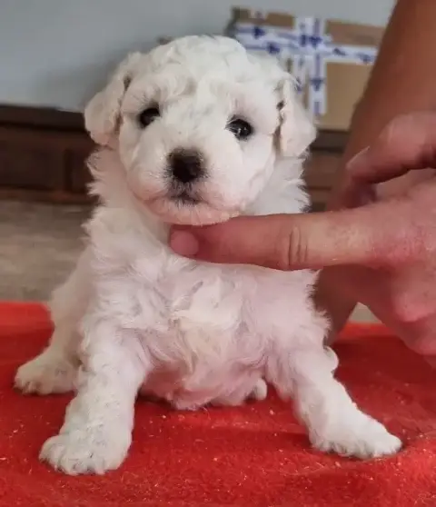 Bichon Frise  Chiot N°3 Des Hirondelles Du Voyage photo 3
