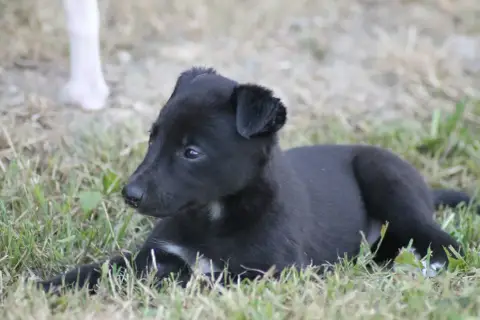 Whippet