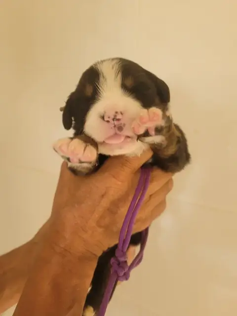 Bouvier Bernois  Collier Violet Du Mas De La Fermine 2b754