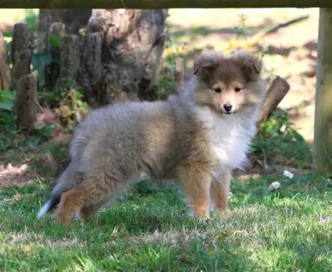 Shetland Sheepdog  Chiot N°1 Du Royaume De La Petite  4e9f8 photo 3