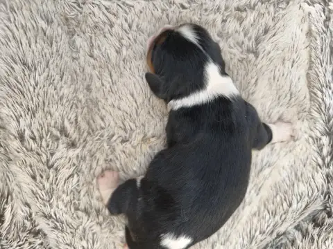 Cavalier King Charles Spaniel  B.... Les Rondoudoux D e4bdd