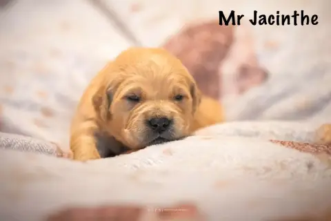 Golden Retriever  Monsieur Jacinthe Des Terres Sacrée acb25