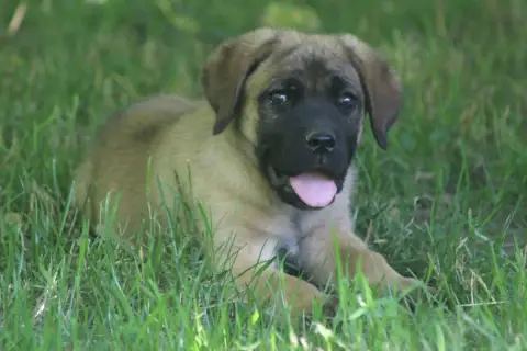 Cane Corso  Chiot N°5 photo 3