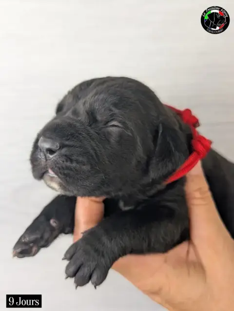 Cane Corso 
                        Collier Rouge De  c4265