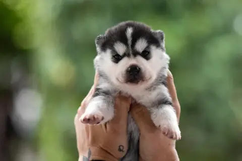 Siberian Husky  Black Pearl Sibérian Of Winter Bell 26c52