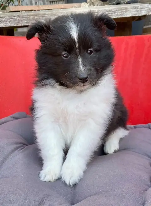 Shetland Sheepdog  Bentley Black Of Surf Paradise