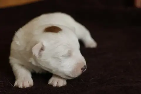 Adopter Jack Russell Terrier  Femelle 1 Des Moulins De Callya 97a7d