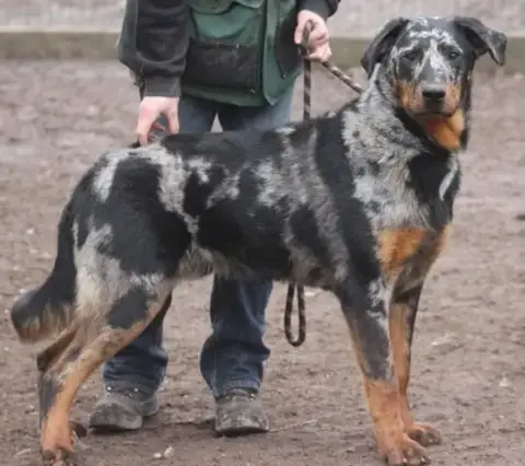 Berger De Beauce  Chiot N°2 Du Jardin D'Oslo