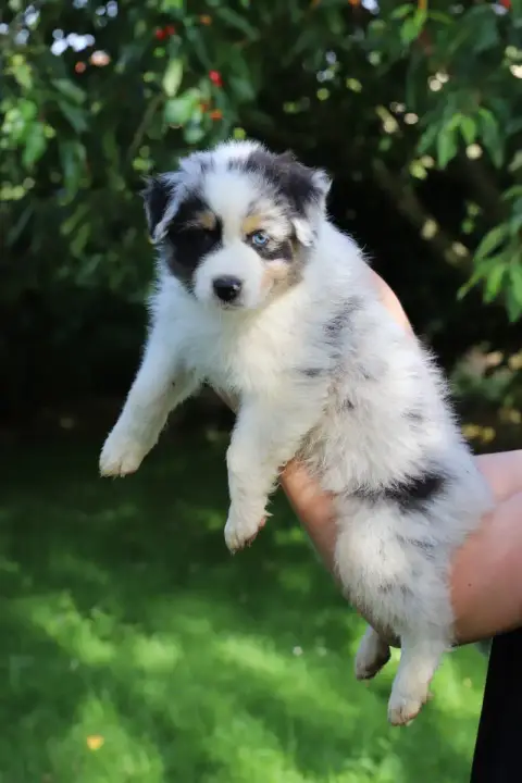 Berger Australien  Balto De Filao Le Légendaire photo 2