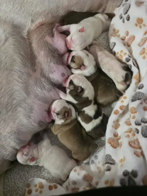 Bulldog Anglais  Chiot N°5 Des Éclats De Cassiopée