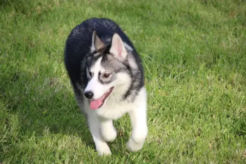 Siberian Husky  M1 Collier Bleu Des Legendes Du Trisk 80804