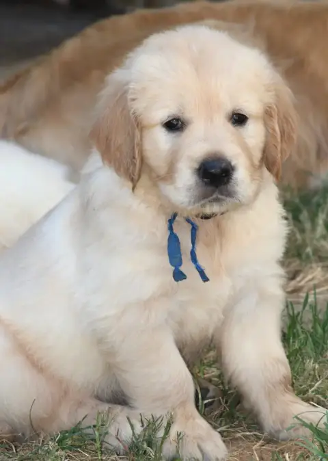 Golden Retriever  M Bleu Des Grenouillettes Du Vexin 56adb