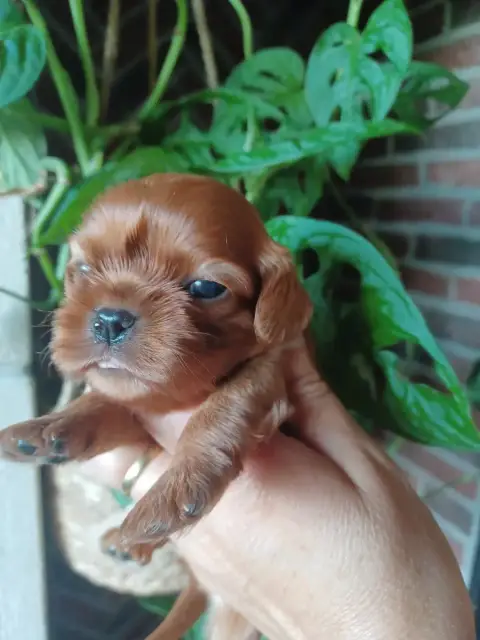 Cavalier King Charles Spaniel