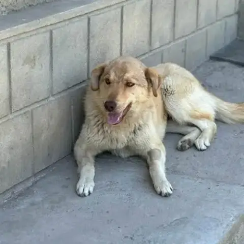 Blonda À L'Adoption