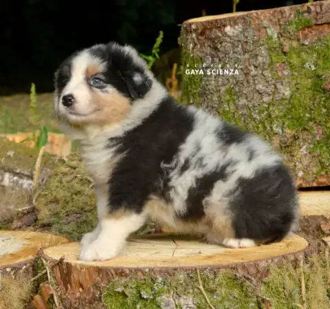 Berger Australien  Chiot N°7 Des Monts De La Gaya Sci b0847 photo 2