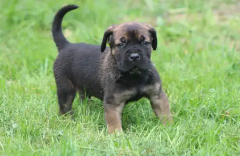 Cane Corso  Chiot N°2 photo 3