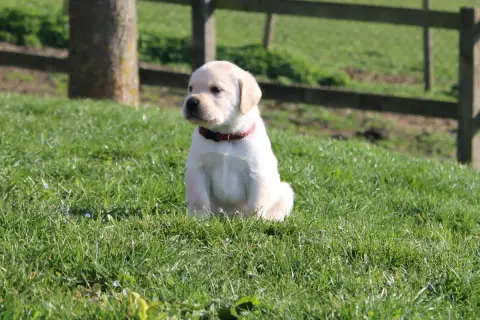 Labrador Retriever  Collier Bordeaux Of The Little Sn 0f81f photo 2