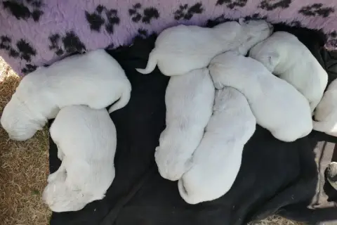 Golden Retriever  Chiot 6 De La Plaine Des Peupliers f062e