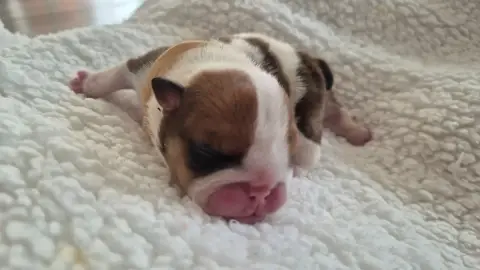 Bulldog Anglais  Blue Dynastie D'Apadoka photo 3