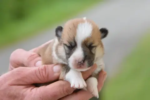 Welsh Corgi Pembroke  Bourvil De La Folle Emprise