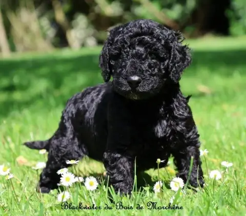 Caniche  Blackwater Du Bois De Morchène photo 3