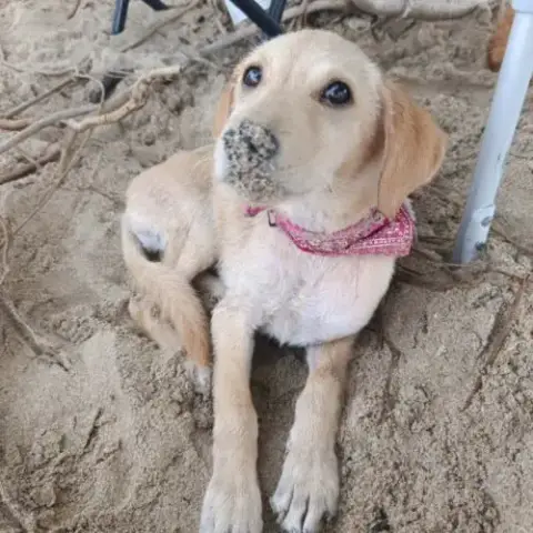 Sirena, La Joie De Vivre